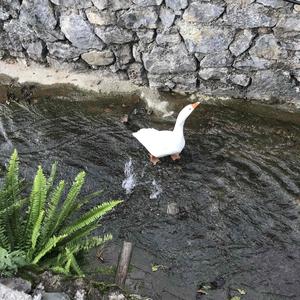 D长生不老丹 头像