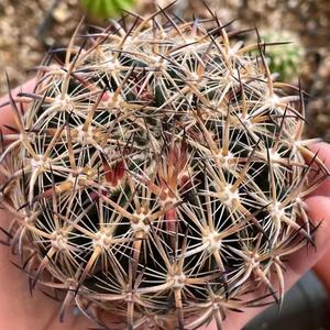 植艺园多肉 头像