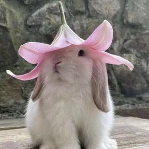 好运连连 头像