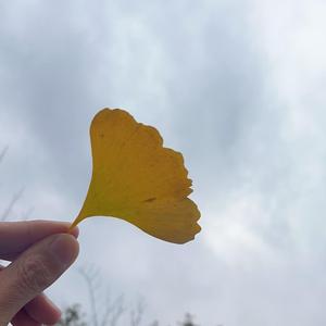 多才春风5