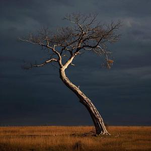 孤傲的歪脖树 头像