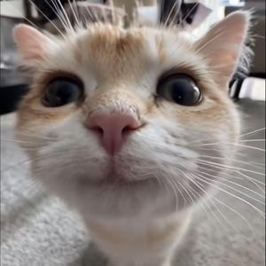 大猫头条文 头像