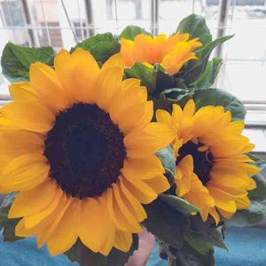 星城小刘妹 头像