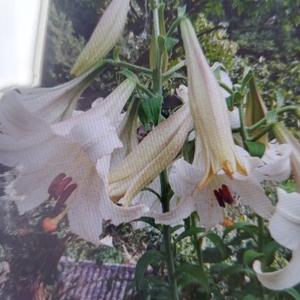 自在山野闲人