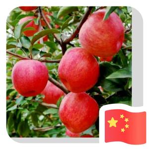 沈阳寒富苹果 头像