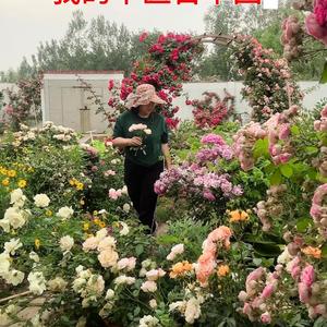 步岩百草园 头像