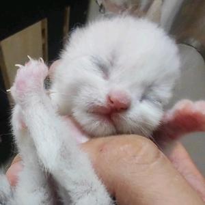 叮当猫咪酱 头像