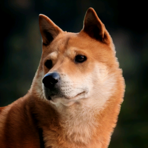 黄狗白面福仔 头像