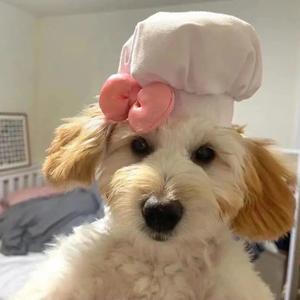 萌宠星球mcxq 头像