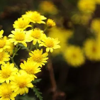 热爱生活的大姐 头像