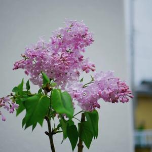 坦荡的小鱼sE 头像