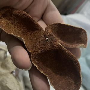 怀揣梦想的天狼座 头像