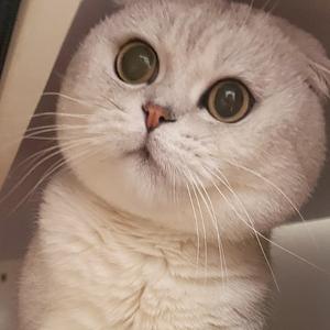 可可豆是只猫 头像