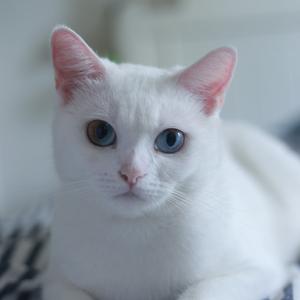 隔壁白白儿 头像