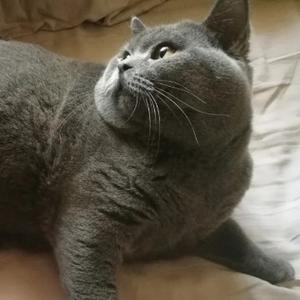 流浪的哈雷 头像