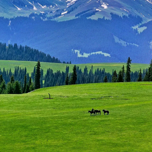 小虎走乡村 头像