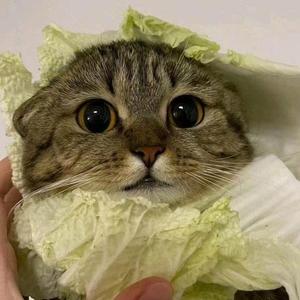 何小哥游戏 头像