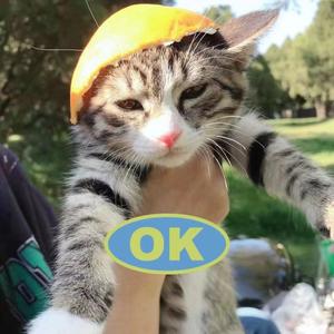 喵喵小笔记 头像