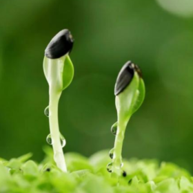 励志的小豆芽 头像