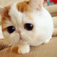 调皮的鱼ZtIZ 头像