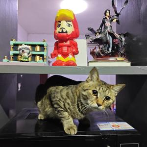 影一弟[火影忍者手游] 头像