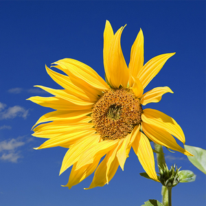 数学课堂杨 头像