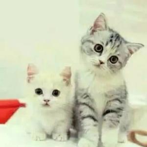 小飞鼠历史说 头像