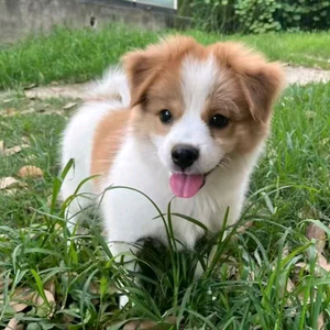 兜兜的小宠物 头像