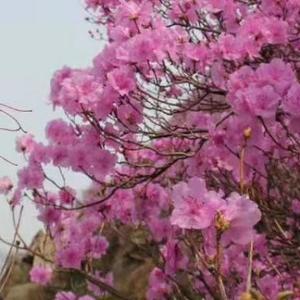 中国苦行僧