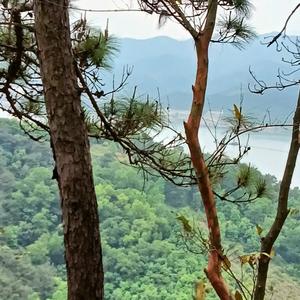 湖岸听涛者 头像