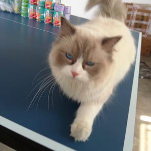 敲高冷喵喵 头像