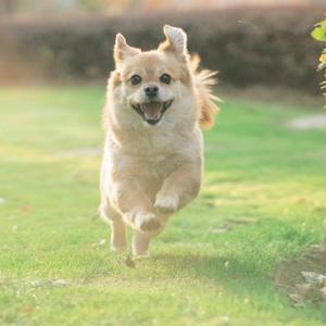 阿狸科普