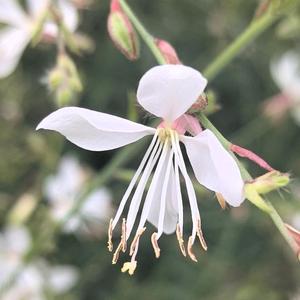 阿花 头像