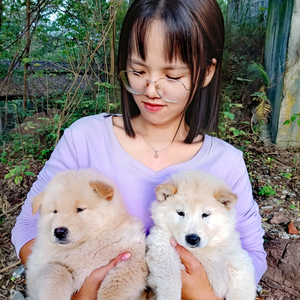 四弟-（山里寻犬）头像