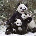 panda立军