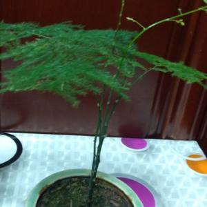 微笑天空KI 头像