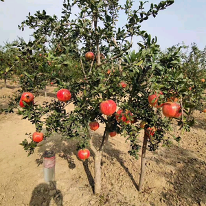 醉美河阴石榴种植农场头像