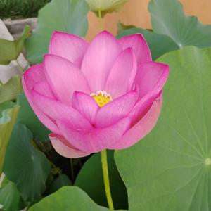 赵吉福2R1Q 头像