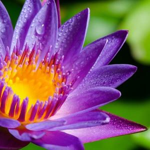花百风兮 头像