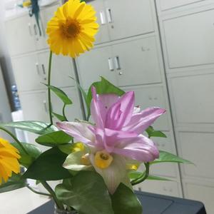 乐至君