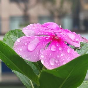 千古风流云散 头像