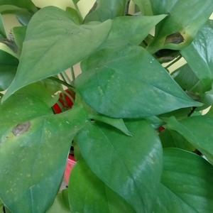 吴慧，爱唱歌 头像