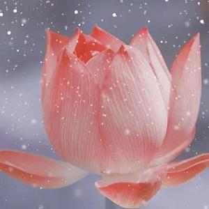 心荷在头条 头像