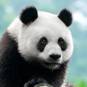 大秦行军司马 头像