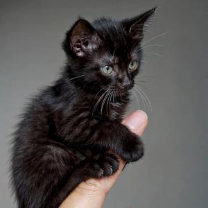 鹿先生的梅小肆 头像