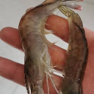 小海鲜和花甲 头像