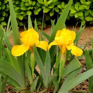 云海垂钓星满天 头像