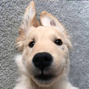 十二只是十二 头像