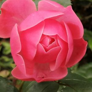 彼暗花