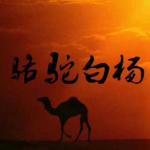 骆驼白杨 头像